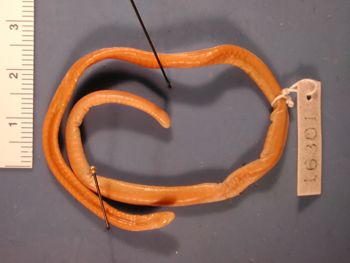 Media type: image; Herpetology A-16301